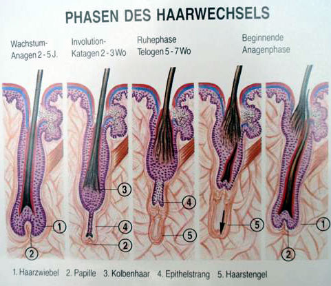 Wachstum